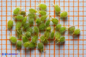 Pimpinella peregrina (Pimpinella pellegrina): gli schizocarpi in fase di maturazione