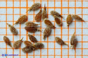 Pimpinella peregrina (Pimpinella pellegrina): i mericarpi, o acheni, a completa maturazione