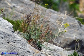 Ruta angustifolia (Ruta a brattee strette)