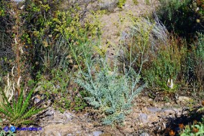 Ruta angustifolia (Ruta a brattee strette)