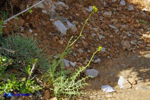 Ruta angustifolia (Ruta a brattee strette)