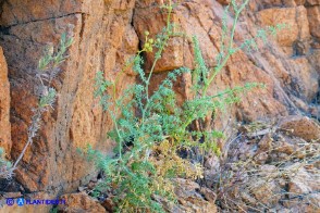 Ruta angustifolia (Ruta a brattee strette)