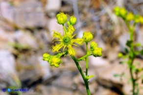 Ruta angustifolia (Ruta a brattee strette)