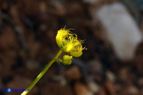 Ruta angustifolia (Ruta a brattee strette)