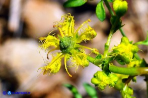 Ruta angustifolia (Ruta a brattee strette)