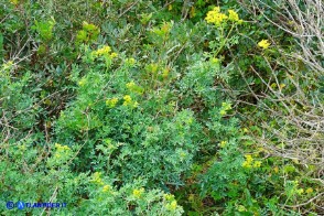 Ruta chalepensis (Ruta di Aleppo)