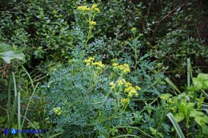 Ruta chalepensis (Ruta di Aleppo)