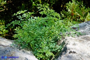 Ruta chalepensis (Ruta di Aleppo)