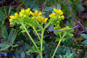 Ruta chalepensis (Ruta di Aleppo)