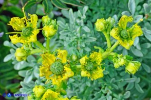 Ruta chalepensis (Ruta di Aleppo)