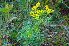 Ruta chalepensis (Ruta di Aleppo)