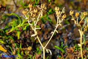 Ruta chalepensis (Ruta di Aleppo)