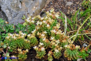 Sedum rubens (Borracina arrossata)