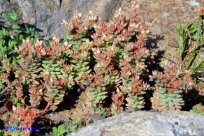 Sedum rubens (Borracina arrossata)