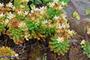 Sedum rubens (Borracina arrossata)