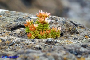 Sedum rubens (Borracina arrossata)