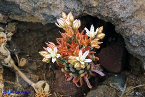 Sedum rubens (Borracina arrossata)