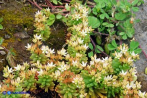 Sedum rubens (Borracina arrossata)