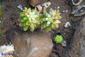 Sedum rubens (Borracina arrossata)