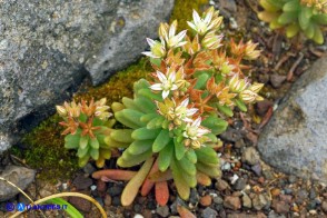 Sedum rubens (Borracina arrossata)