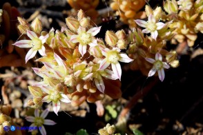 Sedum rubens (Borracina arrossata)