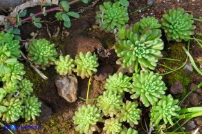 Sedum rubens (Borracina arrossata)