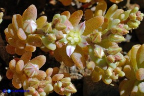 Sedum rubens (Borracina arrossata)