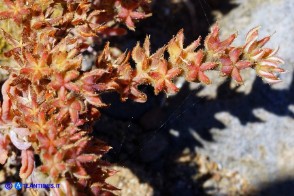 Sedum rubens (Borracina arrossata)